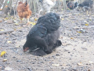 Кого из животных вы содержите? Фото приветствуется. - IMG_2124.JPG