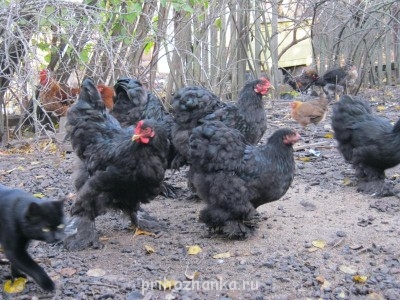 Кого из животных вы содержите? Фото приветствуется. - IMG_2121.JPG