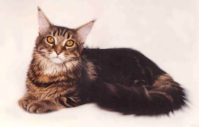 Кого из животных вы содержите? Фото приветствуется. - мейнская.jpg