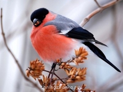 Аватарки. Наши интернет-лица - 764229839.jpg