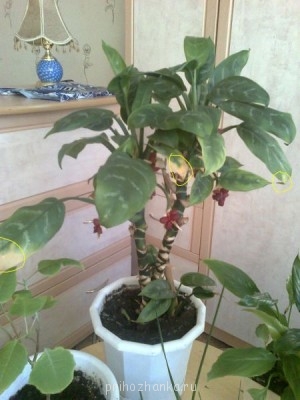 Подскажите, как называется такое растение? - Копия Фото0157.jpg