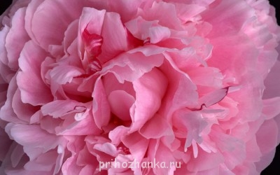 Подскажите, как называется такое растение? - 2321004.jpg