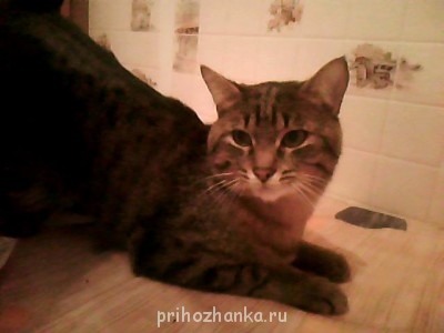 Кого из животных вы содержите? Фото приветствуется. - Изображение 006.jpg