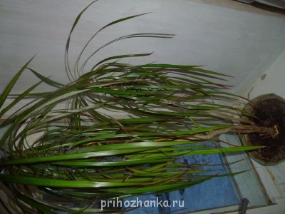 ствол древовидный. вообще, красавец, мне нравится)))