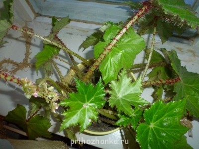 а это чудо мне свекровь отдала. тоже не знаю, как зовут и как ухаживать :oops: