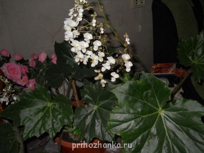 Мои комнатные растения. - DSCN0810.JPG