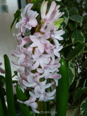 Мои комнатные растения. - P1110089.JPG