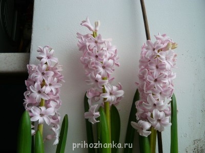 Мои комнатные растения. - P1110097.JPG