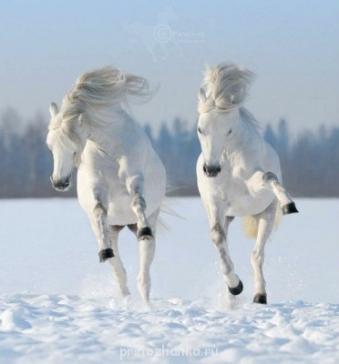 А у вас сейчас какое настроение? - _UjJPAO_el0.jpg