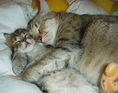 А у вас сейчас какое настроение? - b712675aa75aec8d91c465c0686.jpg