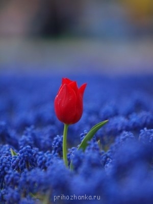 А у вас сейчас какое настроение? - FgYXyQExvRA.jpg