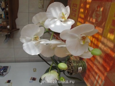 Мои комнатные растения. - IMG_0908.JPG