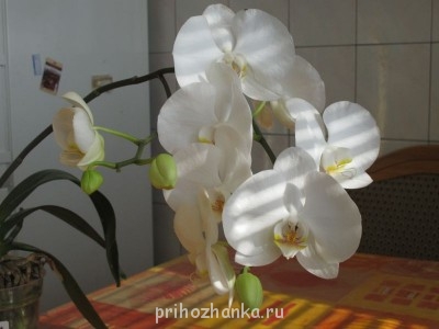 Мои комнатные растения. - IMG_0909.JPG