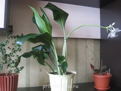 Мои комнатные растения. - IMG_0817.JPG