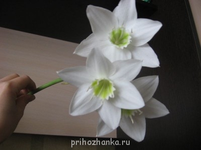 Мои комнатные растения. - IMG_0816.JPG