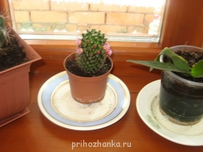 Мои комнатные растения. - 002 (2).JPG