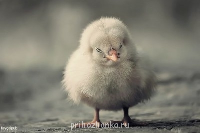 А у вас сейчас какое настроение? - _lh8fBLw_hw.jpg