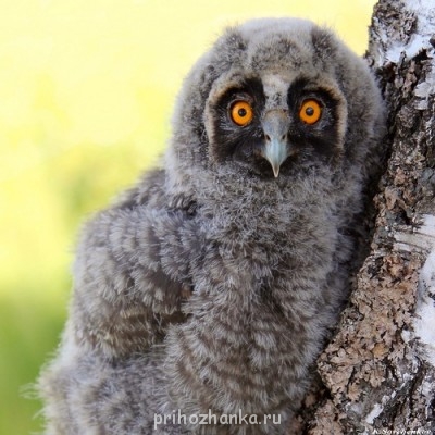 А у вас сейчас какое настроение? - 0_STATICcd85d_328cc765_L.jpg