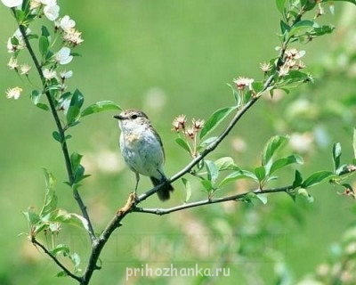 тоже жду весну