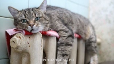 А у вас сейчас какое настроение? - 67842.jpg