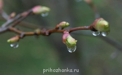 Но когда холодные дожди льют не переставая и убивают весну, кажется, будто ни за что загублена молодая жизнь. Впрочем, в ту пору весна в конце концов всегда наступала, но было страшно, что она могла и не прийти….»
