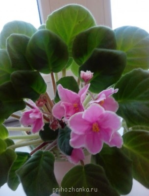 Мои комнатные растения. - IMG_20130314_084034.jpg